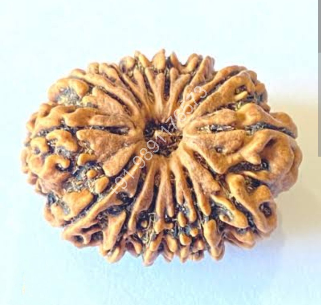 12 MUKHI TWELVE FACE RUDRAKSH